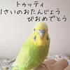 トゥッティ（セキセイインコ）と暮らしはじめて1年。自分が小鳥と暮らすとは思ってもいなかった。人生どう進むかわからない。