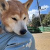 老犬ホームあん｜新人さん ゆば^^