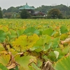 🍂秋の不忍池