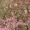 私市植物園の梅園