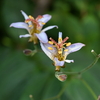 花と緑のある暮らし　　庭の花