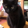 黒猫のさくらちゃん