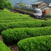 お茶の新芽を横目に