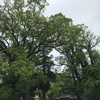 蒲生八幡神社の大楠さん