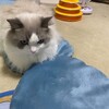 Y子お出かけで雲隠れしたふくちゃん