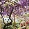 亀戸天神社　藤の花