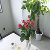 事務所の植物。
