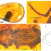 †Genus Anisoodontus Long Wu, Hao Tang, Lingfei Peng, Huafeng Zhang, Haoran Tong, 2022についての検証