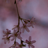 オムロゥ桜