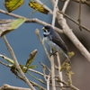 フタスジヒメウソ(Double-collared Seedeater)