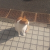 今週の猫だんな  2024/12/2～8