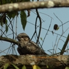 Jungle Nightjar ヨタカ （インドの鳥その78）