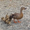 ひな鳥たちの旅立ち 2
