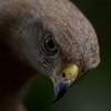 鳥インフルエンザの恐怖からPCR詐欺を見直そう