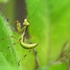 カマキリ