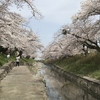 奈良県大和高田市にある【高田千本桜】を見に【大中（おおなか）公園】へ行ってお花見をして来た！