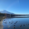 山中湖のハクチョウ