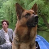 レックス～ウィーン警察シェパード犬刑事～Kommissar REX☆S3-8