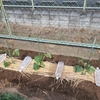 夏野菜の植え付け