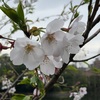 今年の洗足池の桜