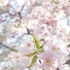 春の色♪