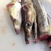 今夏も魚次で鱧（ハモ）