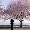 さくらの花の咲くころに
