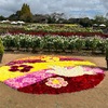 号泣ドライブと癒しの花