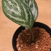 アグラオネマ カーティシー／Aglaonema nitidum curtisii