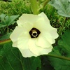 菜園の様子31