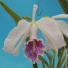 Cattleya maxima f.semi-alba 'La Pedrena' 