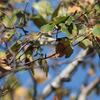 キヅタアメリカムシクイ(Yellow-rumped Warbler)