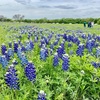 お花見ツアー第2段♡ダラス ブレナム