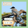 立沢公園（守谷市）｜オナガ など【4月】