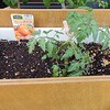 ミニトマト3種を植えました～
