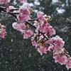 雨から雪へ