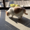 芽出しの舞