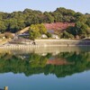 藤山公園の河津桜も綺麗に咲いています