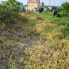 揉めている土地　除草剤状況