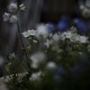 春を待つ雨の週末