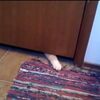ドアの下からこっそり前足を伸ばし、敷物泥棒！な猫動画
