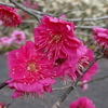 日本一早咲きの梅で知られる熱海梅園の梅まつりに行ってきたよ