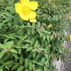 金糸梅20240604