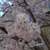 桜見物