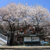 駅桜