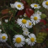 風の野に咲く花 ヒメジュオン