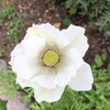 ＊季節外れのアネモネ開花＆ベリーの収穫♪