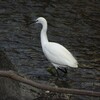 長浜公園で野鳥探し 2017-01-14