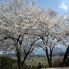 すてきな桜の写真をください
