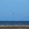 新浜海岸のズグロカモメ